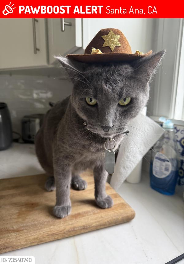 Lost Male Cat last seen 19th and Flower, Santa Ana, CA 92701