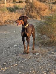 Lost Male Dog last seen By the aqueduct, Piñon Hills, CA 92372