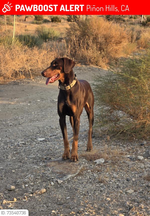 Lost Male Dog last seen By the aqueduct, Piñon Hills, CA 92372