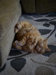 Lost Male Cat last seen North Wenas, Yakima County, WA 98942