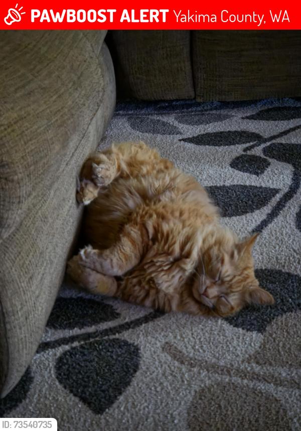 Lost Male Cat last seen North Wenas, Yakima County, WA 98942