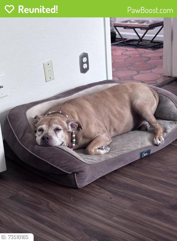 Reunited Female Dog last seen Hayden and via de ventura, Scottsdale, AZ 85258