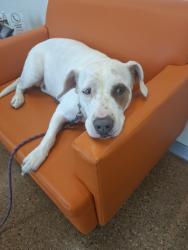 Reunited Female Dog last seen Arroyo Way, Caldwell, ID 83607, USA, Caldwell, ID 83607