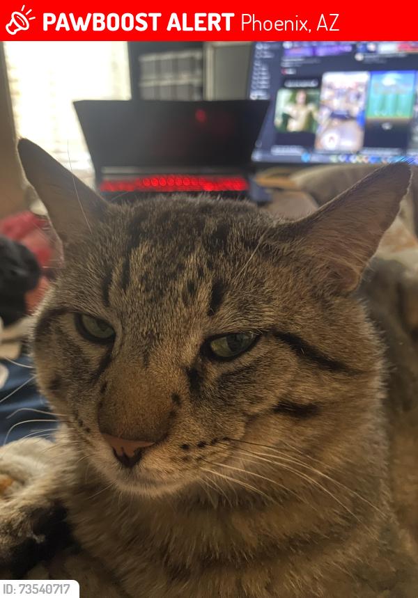 Lost Male Cat last seen n 7th ave w deer valley road, Phoenix, AZ 85027