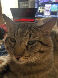 Lost Male Cat last seen n 7th ave w deer valley road, Phoenix, AZ 85027