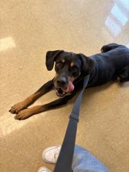 Found/Stray Male Dog last seen crestridge, San Antonio, TX 78239