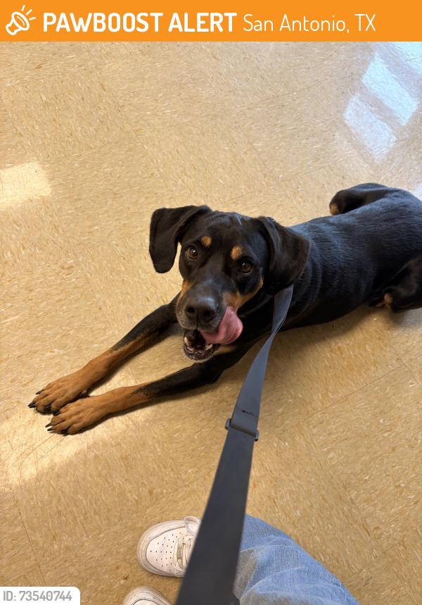 Found/Stray Male Dog last seen crestridge, San Antonio, TX 78239