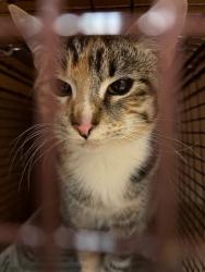 Shelter Stray Female Cat last seen Near E Ben White Boulevard, AUSTIN, TX, 78744, 7201 Levander Loop bldg a, Austin, TX 78702, USA