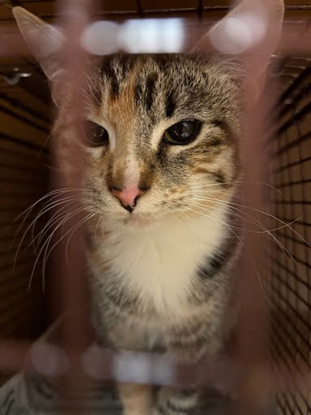 Shelter Stray Female Cat last seen Near E Ben White Boulevard, AUSTIN, TX, 78744, 7201 Levander Loop bldg a, Austin, TX 78702, USA