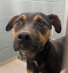 Shelter Stray Male Dog last seen Near Greenhaven, LAFAYETTE, LA, 70508, 410 Dugas Rd, Lafayette, LA 70507, USA
