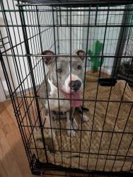 Found/Stray Female Dog last seen Glenledi and Willow Stream Dr., Houston, TX 77084