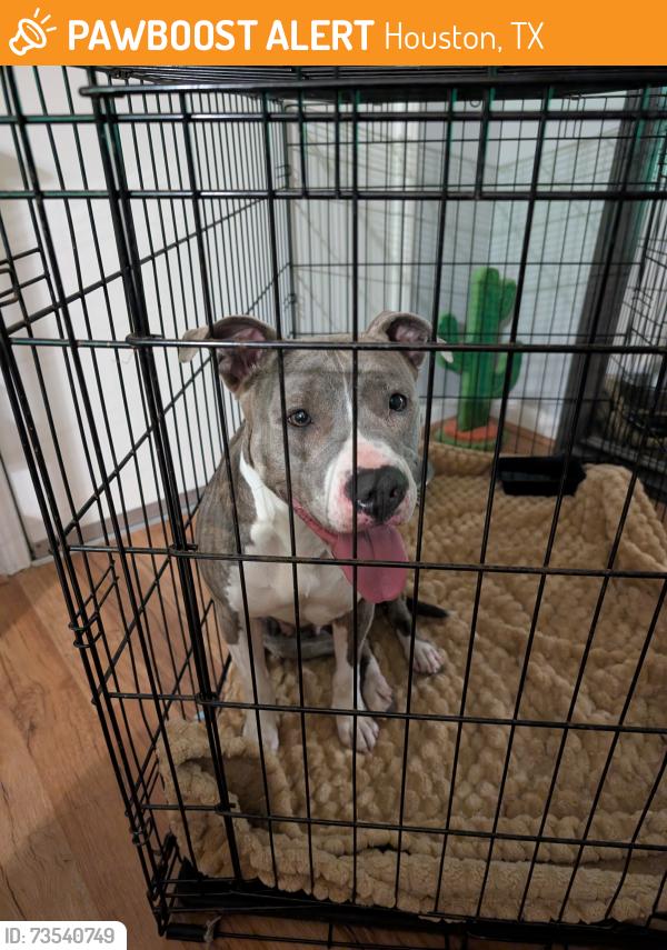 Found/Stray Female Dog last seen Glenledi and Willow Stream Dr., Houston, TX 77084