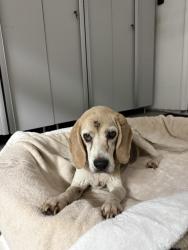Reunited Female Dog last seen Evans Ln (East Highland), Highland, CA 92346