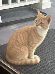 Reunited Male Cat last seen East 5th Ave near High Street, Lancaster, OH 43130