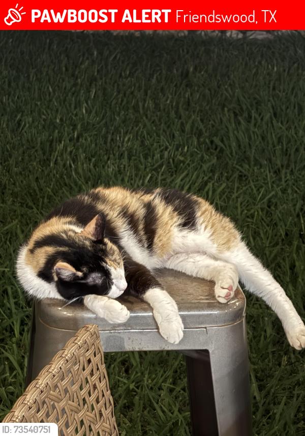 Lost Female Cat last seen Lighthouse view drive, Friendswood, TX 77546