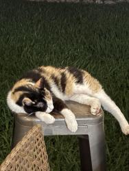 Lost Female Cat last seen Lighthouse view drive, Friendswood, TX 77546