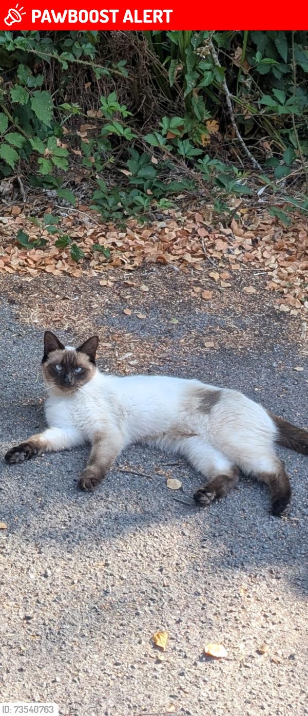 Lost Female Cat last seen Upton, Upton, England BH16 5NJ