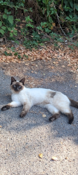 Lost Female Cat last seen Upton, Upton, England BH16 5NJ