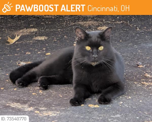 Found/Stray Unknown Cat last seen Aldor and Michael, Cincinnati, OH 45255