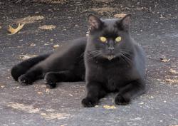Found/Stray Unknown Cat last seen Aldor and Michael, Cincinnati, OH 45255