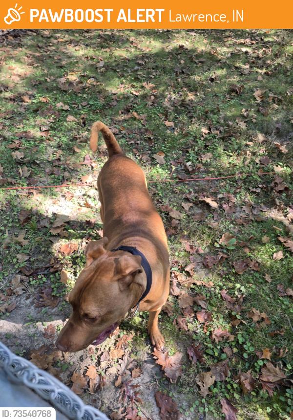 Found/Stray Male Dog last seen East 79th & Oaklandon, Lawrence, IN 46236