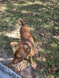 Found/Stray Male Dog last seen East 79th & Oaklandon, Lawrence, IN 46236