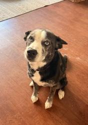 Reunited Female Dog last seen Near oak place houston tx 77006, Houston, TX 77006