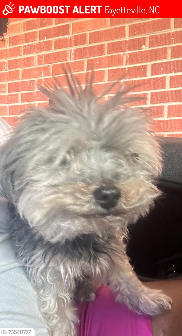 Lost Male Dog last seen And, Fayetteville, NC 28305