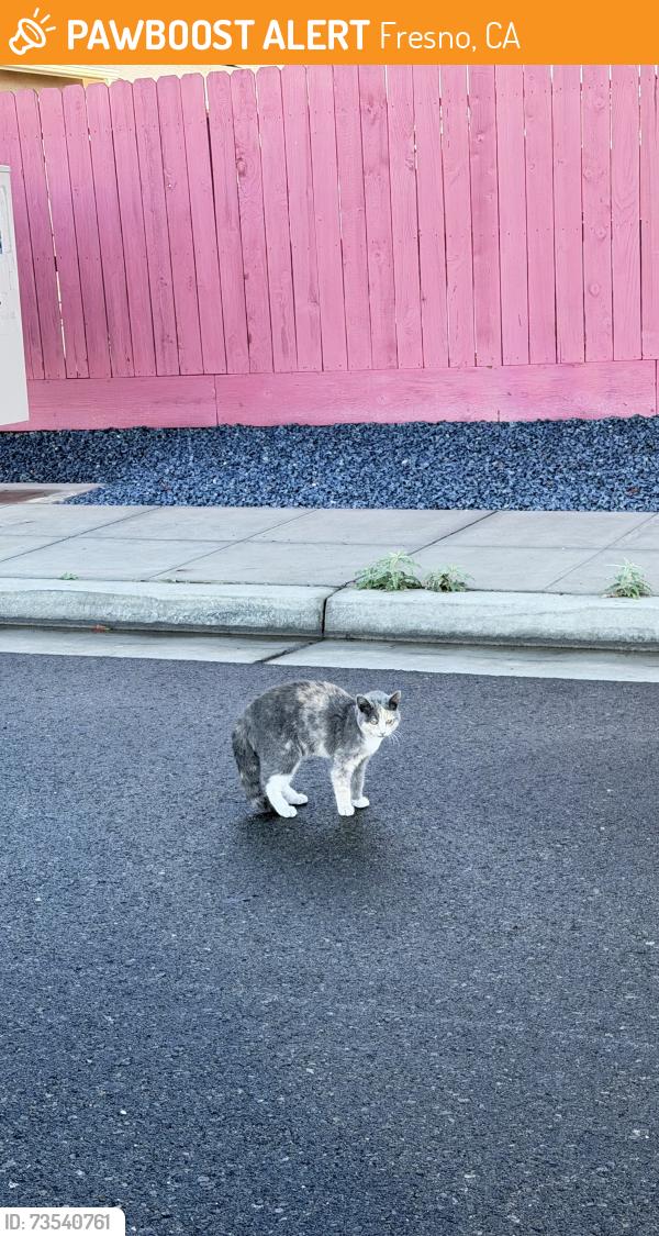 Found/Stray Unknown Cat last seen Western Neighbors park, Fresno, CA 93723