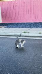 Found/Stray Unknown Cat last seen Western Neighbors park, Fresno, CA 93723