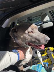 Reunited Female Dog last seen Brookforest Rd & McManaway Dr, Chesterfield County, VA 23112