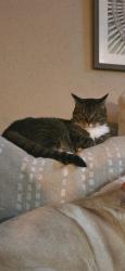 Lost Female Cat last seen Near our home, Houston, TX 77040