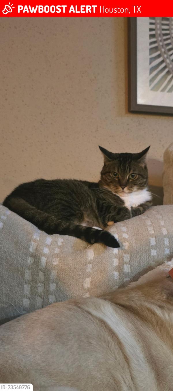 Lost Female Cat last seen Near our home, Houston, TX 77040