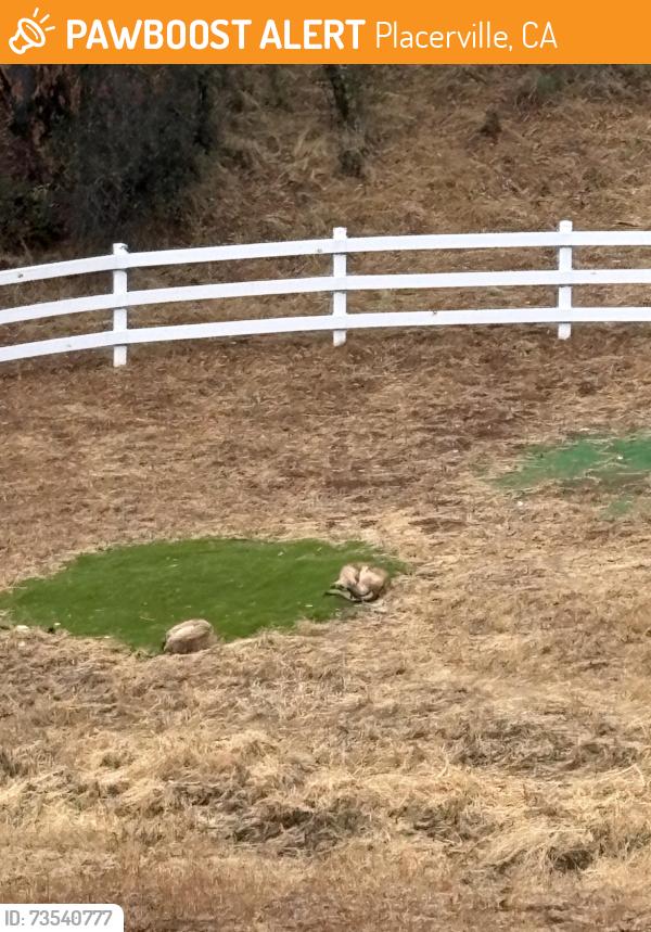 Found/Stray Unknown Dog last seen Coon hollow Rd, Placerville, CA 95667