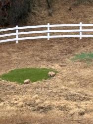 Found/Stray Unknown Dog last seen Coon hollow Rd, Placerville, CA 95667