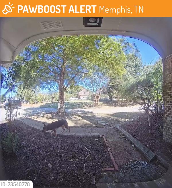Found/Stray Unknown Dog last seen Macon and Timberlake Drive, Memphis, TN 38018