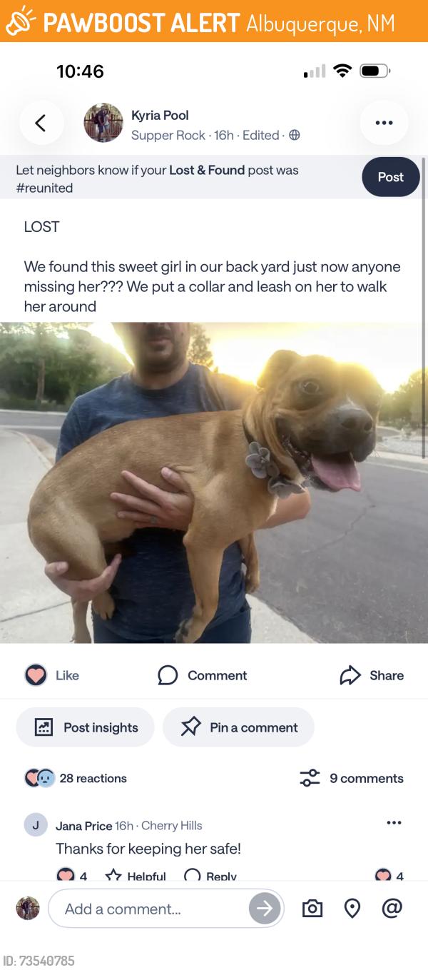 Found/Stray Female Dog last seen Encantado and Tramway, Albuquerque, NM 87123
