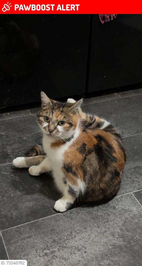 Lost Female Cat last seen Near the area, West Midlands, England B25 8QX