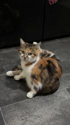 Lost Female Cat last seen Near the area, West Midlands, England B25 8QX