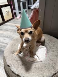 Lost Male Dog last seen Almaden Ave and Oak Street, San Jose, CA 95113