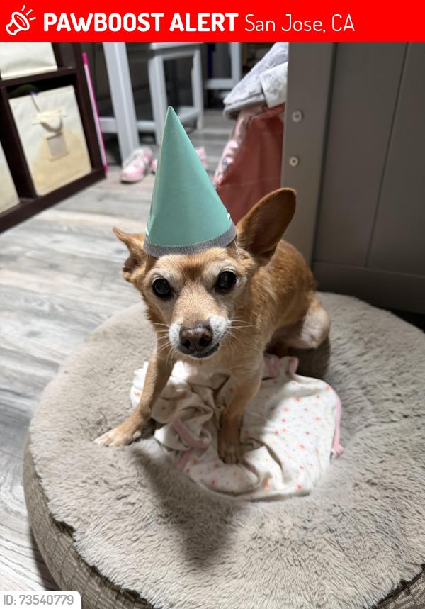 Lost Male Dog last seen Almaden Ave and Oak Street, San Jose, CA 95113