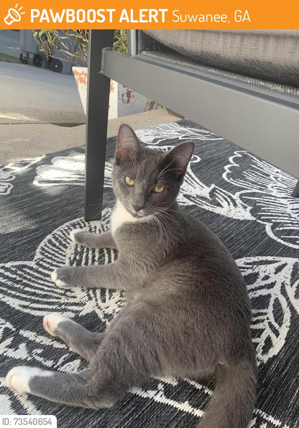 Found/Stray Female Cat last seen Old Suwanee Neighborhood, Suwanee, GA 30024