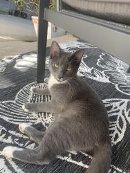 Found/Stray Female Cat last seen Old Suwanee Neighborhood, Suwanee, GA 30024