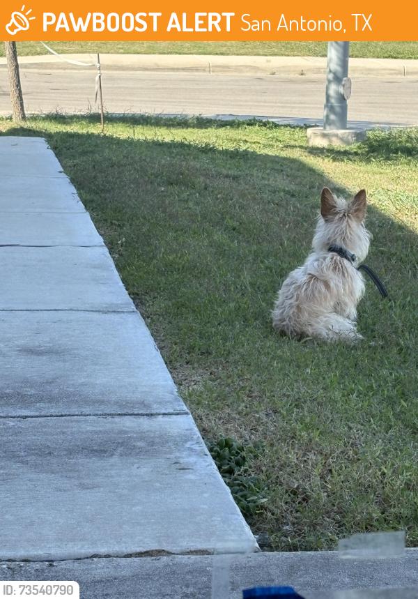 Found/Stray Unknown Dog last seen Marshy oak, San Antonio, TX 78223