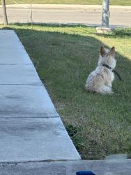 Found/Stray Unknown Dog last seen Marshy oak, San Antonio, TX 78223
