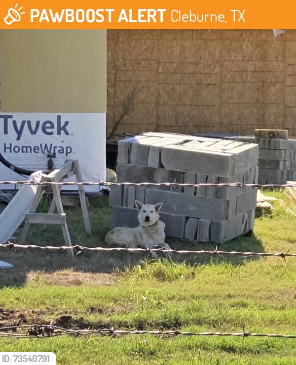 Found/Stray Unknown Dog last seen County road 312, Cleburne, TX 76031