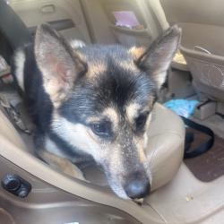 Shelter Stray Male Dog last seen , 5570 Sturmer Park Cir, Winston-Salem, NC 27105, USA
