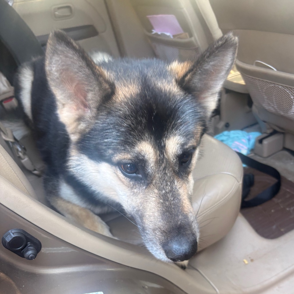 Shelter Stray Male Dog last seen , 5570 Sturmer Park Cir, Winston-Salem, NC 27105, USA