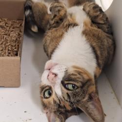 Shelter Stray Female Cat last seen , Animal Care & Control Team of Philly, 111 W Hunting Park Ave, Philadelphia, PA 19140, USA