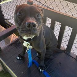 Shelter Stray Female Dog last seen , Animal Care & Control Team of Philly, 111 W Hunting Park Ave, Philadelphia, PA 19140, USA